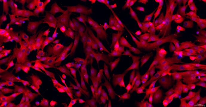 Primary Caprine Pulmonary Fibroblasts (PF)