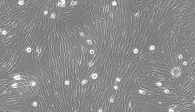 Primary Rat Thymic Fibroblasts (TF)