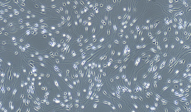 Primary Rat Schwann Cells (SC)