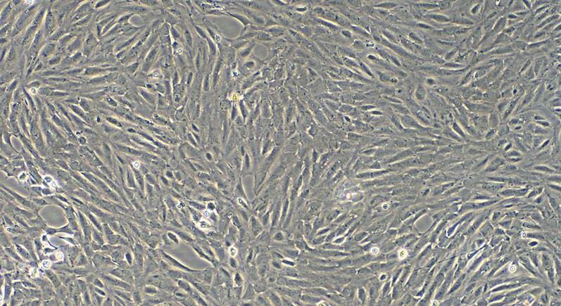 Primary Canine Renal Tubular Epithelial Cells (RTEC)