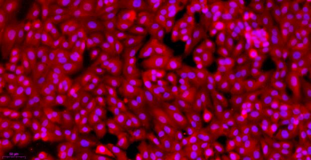 Primary Caprine Renal Tubular Epithelial Cells (RTEC)