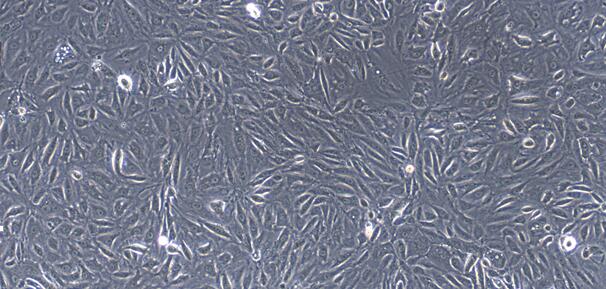 Primary Rabbit Renal Tubular Epithelial Cells (RTEC)