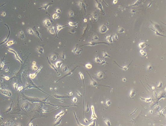 Primary Mouse Splenic Fibroblasts (SF)