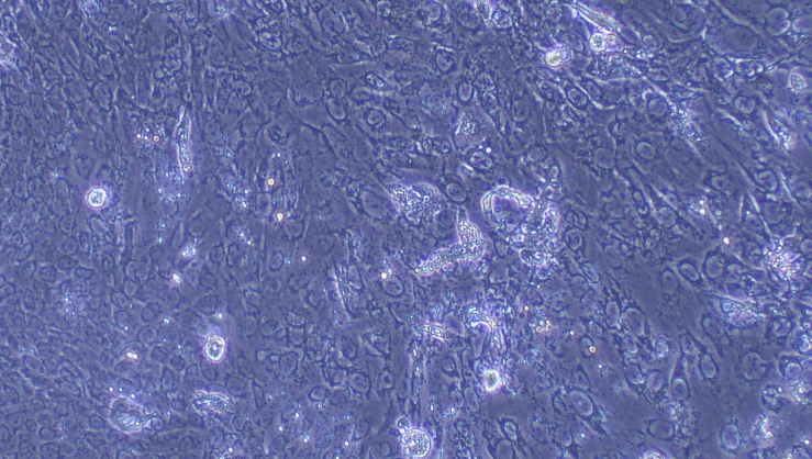 Primary Rat Esophageal Epithelial Cells (EEC)
