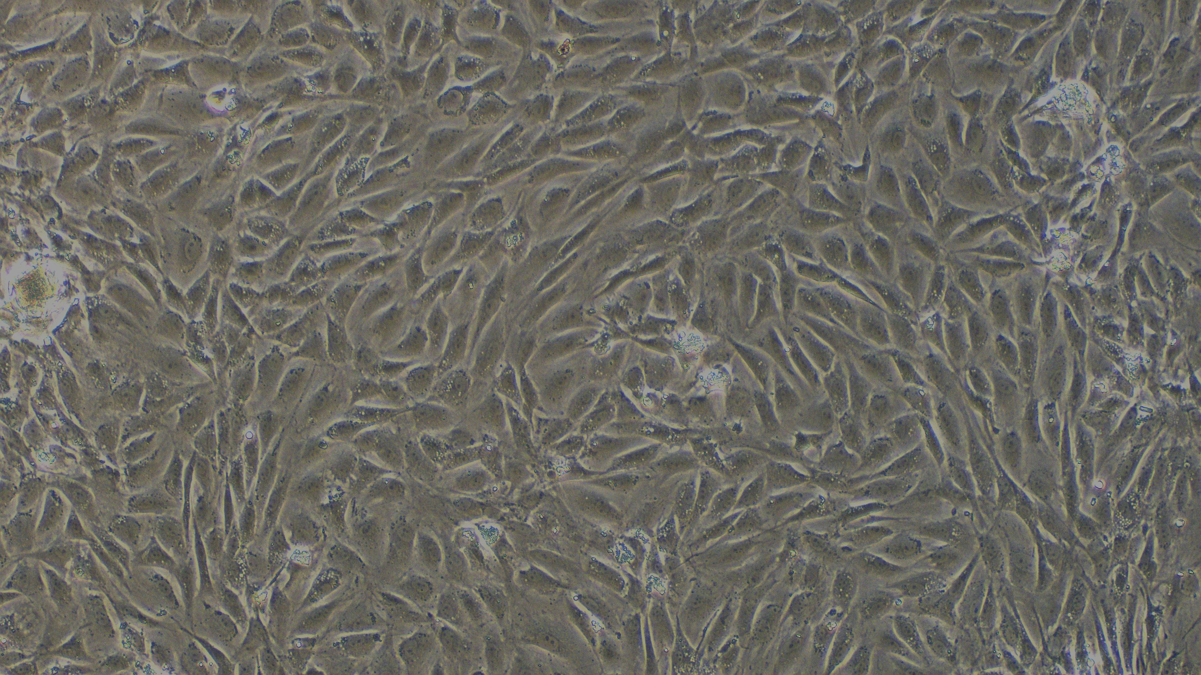 Primary Rat Esophageal Smooth Muscle Cells (ESMC)