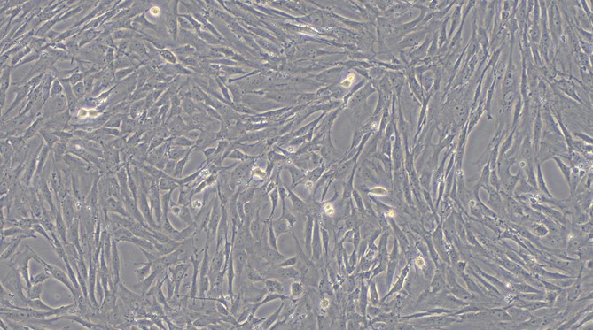 Primary Rat Gastric Smooth Muscle Cells (GSMC)
