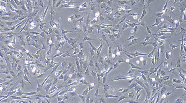 Primary Canine Leydig Cells (LC)