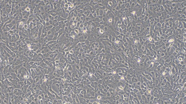 Primary Mouse Leydig Cells (LC)