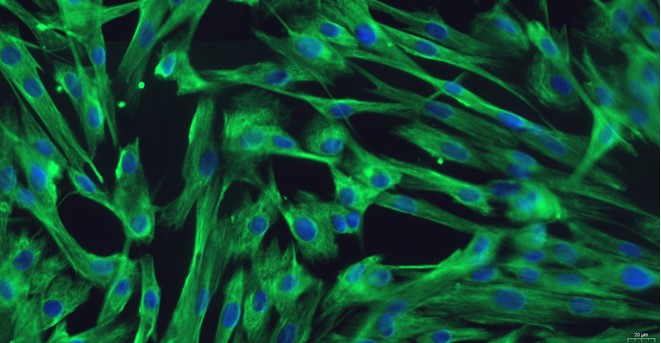 Primary Canine Ovarian Fibroblasts (OF)