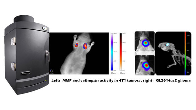 Animal In Vivo Imaging Experiment Service