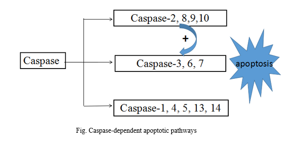 caspase家族与细胞凋亡