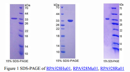 TP53 -- New Application of Anti-Tumor Guard in Heart Disease Recovery