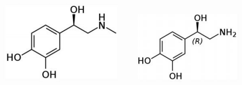 Norepinephrine and Epinephrine