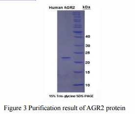 Anterior gradient protein 2 homolog (AGR2)
