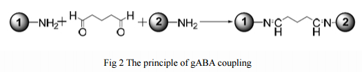 The coupling modification of gABA