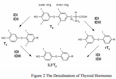Enzyme-linked Immunosorbent Assay Kit For Triiodothyronine and Thyroid Hormones