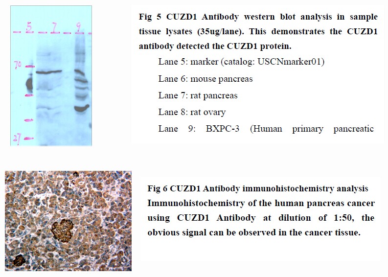 Cloud-Clone Corp.develops the recombinant protein,antibody and assay kit for CUZD1 research