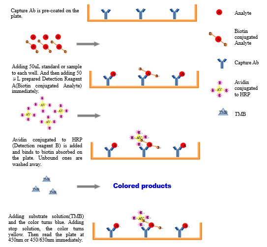 principle-of-competitive-inhibition-enzyme-linked-immunosorbent-assay