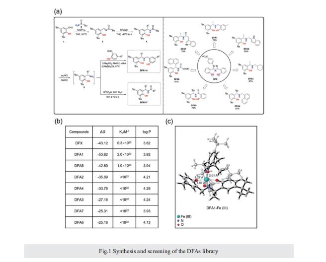 new-deferric-amine-compounds-efficiently-chelate-excess-iron-to-treat